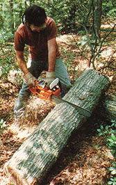 
Once felled, the tree must be sectioned or "bucked," in logging jargon.  Here our timber chopper bucks a log suspended at both ends by first sawing into the wood from above using  an Echo 500 VL.
